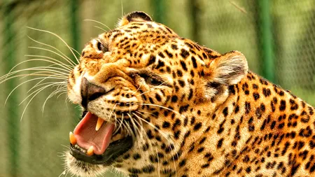 Scene de groază într-un parc zoologic. Un băiețel de trei ani a fost mâncat de un leopard
