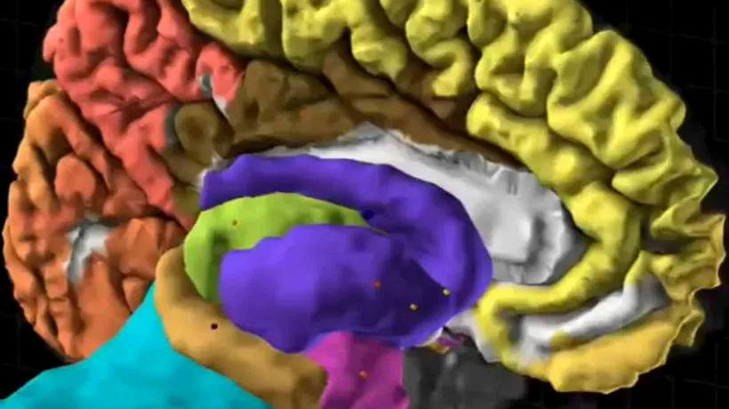 A fost realizat primul atlas al creierului