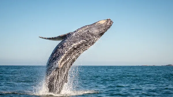 Un pescar din Statele Unite a ajuns în gura unei balene și a reușit să scape cu viață, motiv pentru care a fost supranumit „Pinocchio”