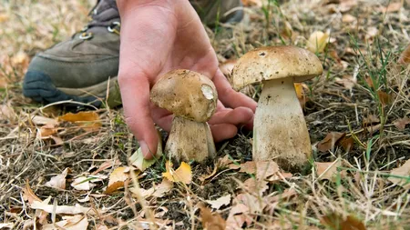 Cât costă un kilogram de HRIBI acum, în octombrie 2023. Puțini români își permit