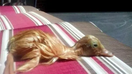 Povestea în imagini a unui supraviețuitor. Cum arată astăzi bobocul de rață căruia nimeni nu îi dădea nicio șansă