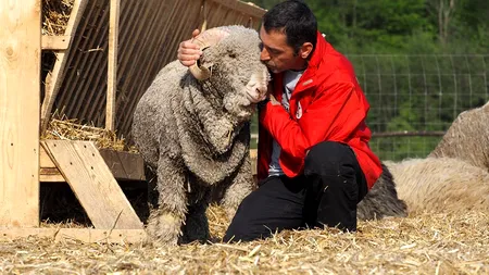 EXCLUSIV. Viață de lux pentru berbecii salvați de pe vaporul morții. Cum trăiesc cele mai norocoase oi din lume!