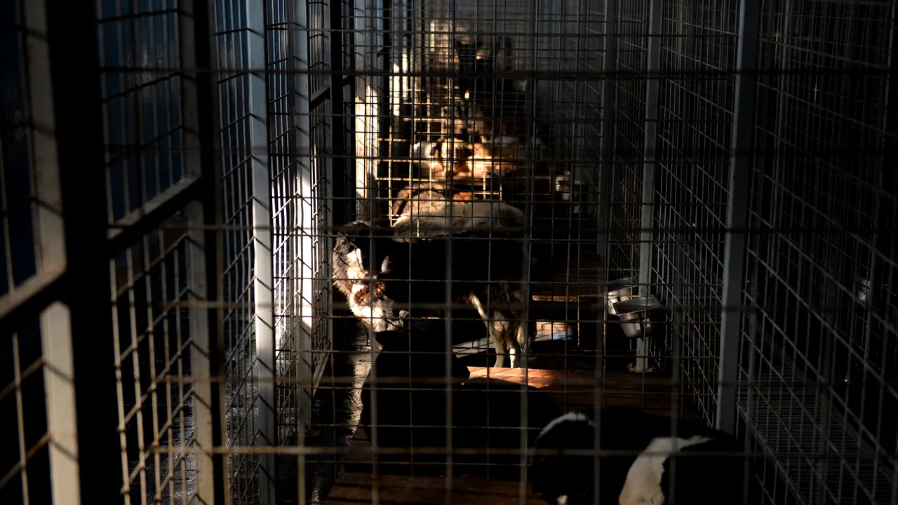 Primii 21 de câini din adăpostul din Timișoara au fost eutanasiați