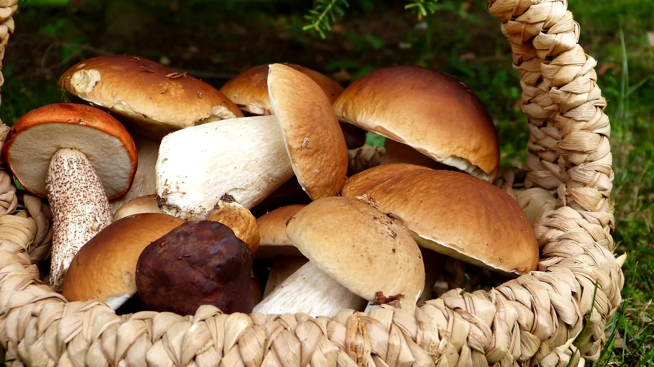 Leguma extrem de iubită în străinătate care crește peste tot în România