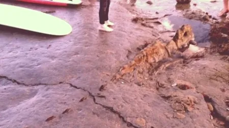 Cel mai mare dinozaur carnivor european, descoperit în Portugalia