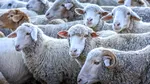 Focarul de pestă a micilor rumegătoare din Giulvăz, Timiș, a fost închis. Restricțiile pentru ovine și caprine rămân până în octombrie