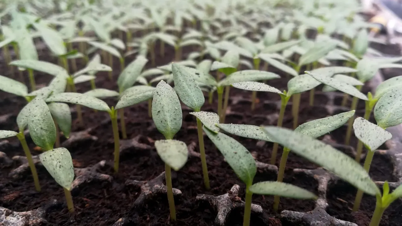 LEGUMICULTORII se luptă cu OSCILAȚIILE de temperatură: Uite așa MĂ CHINUI zi și noapte. Suntem nevoiți să facem focul NON STOP în sere
