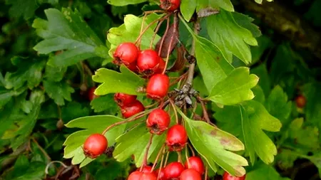 Fructele care te scapă de infarct