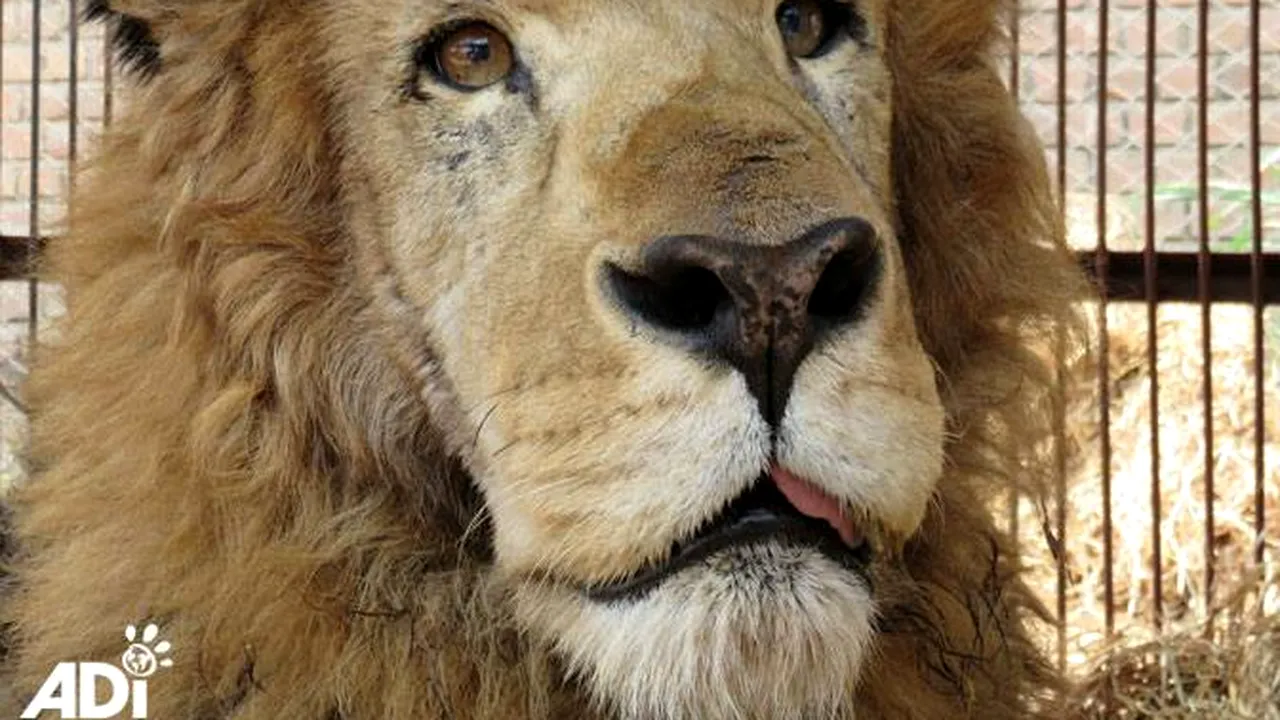 Operațiune de salvare impresionantă. Eliberați după ani de zile petrecuți în cuștile circurilor, 33 de lei vor ajunge într-un sanctuar