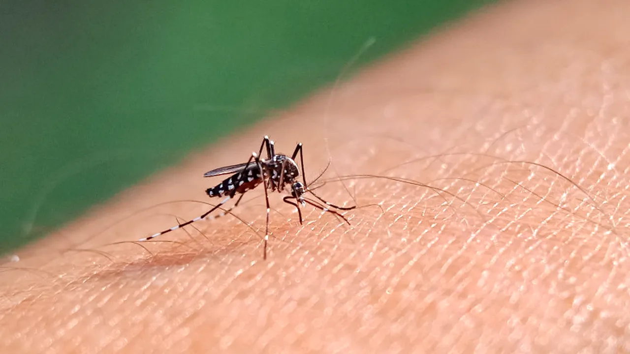 S-a confirmat primul caz de virus Chikungunya în România. Cum se transmite