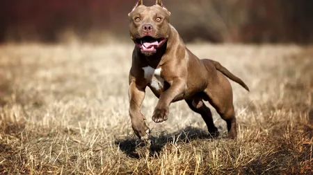 Tragic. Un copil de zece ani a murit după ce a fost atacat de un pitbull