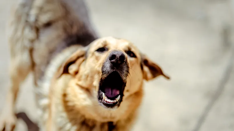 Cum să ne pregătim și cum reacționăm când ne întâlnim cu unul sau mai mulți câini agresivi. Dresor: „Ultimul lucru pe care trebuie să îl faci este să o iei la fugă”