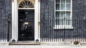 VIDEO | Motanul Larry a pus pe fugă o vulpe din fața reședinței premierului britanic. Confruntarea a fost surprinsă de camerele de filmat