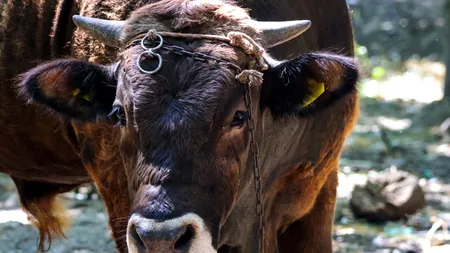 Om ucis de un TAUR scăpat din arenă. Taurul a mai rănit 3 oameni