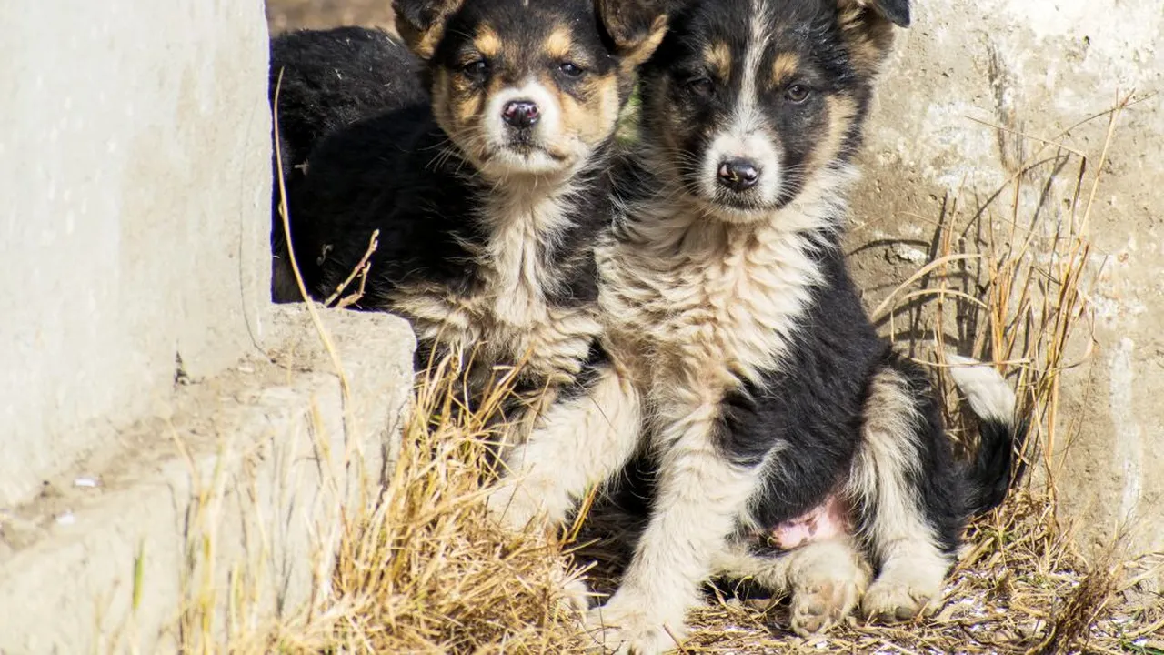 CORONAVIRUS | Voluntarii din China salvează animalele abandonate