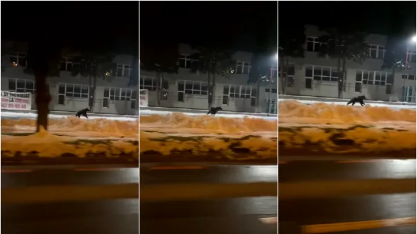 VIDEO | Un pui de urs a fost filmat în timp ce alerga pe străzile din Sibiu