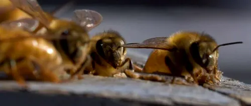 Cercetătorii australieni au descoperit că veninul provenit de la albine ucide rapid celulele canceroase  agresive și greu de tratat