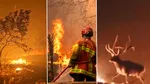 Incendiile devastatoare din Franța și Spania forțează evacuarea a peste 300.000 de oameni. Mii de hectare sunt mistuite de flăcări