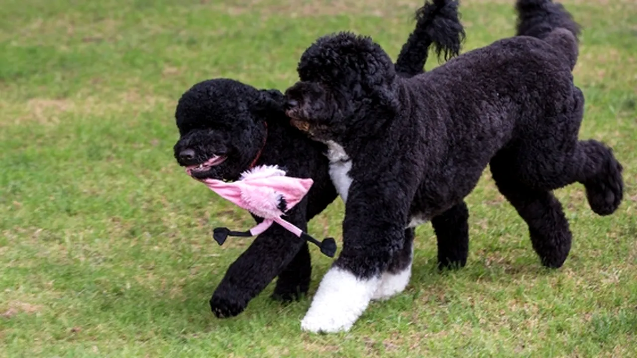 Un bărbat care pretindea că este fiul lui JFK, arestat pentru că plănuia răpirea câinilor lui Obama