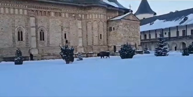 Un zimbru a intrat în curtea Mănăstirii Neamţ / Sursa foto: captură video Facebook