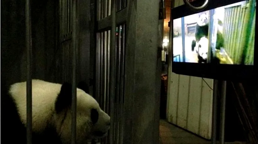 VIDEO. Ce au făcut îngrijitorii de la ZOO pentru ca doi urși panda să se împerecheze