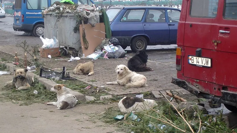 Bărbat din Iași, în stare gravă la spital după ce a fost mușcat de câini maidanezi