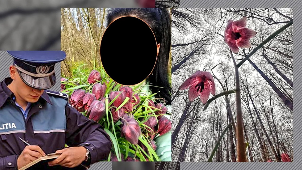 AMENDĂ usturătoare pentru cei care rup laleaua pestriță / Romsilva: „Este considerată monument al naturii și este protejată de lege!”