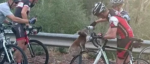 Moment emoționant în Australia. Un urs koala oprește un biciclist pentru a-i cere apă