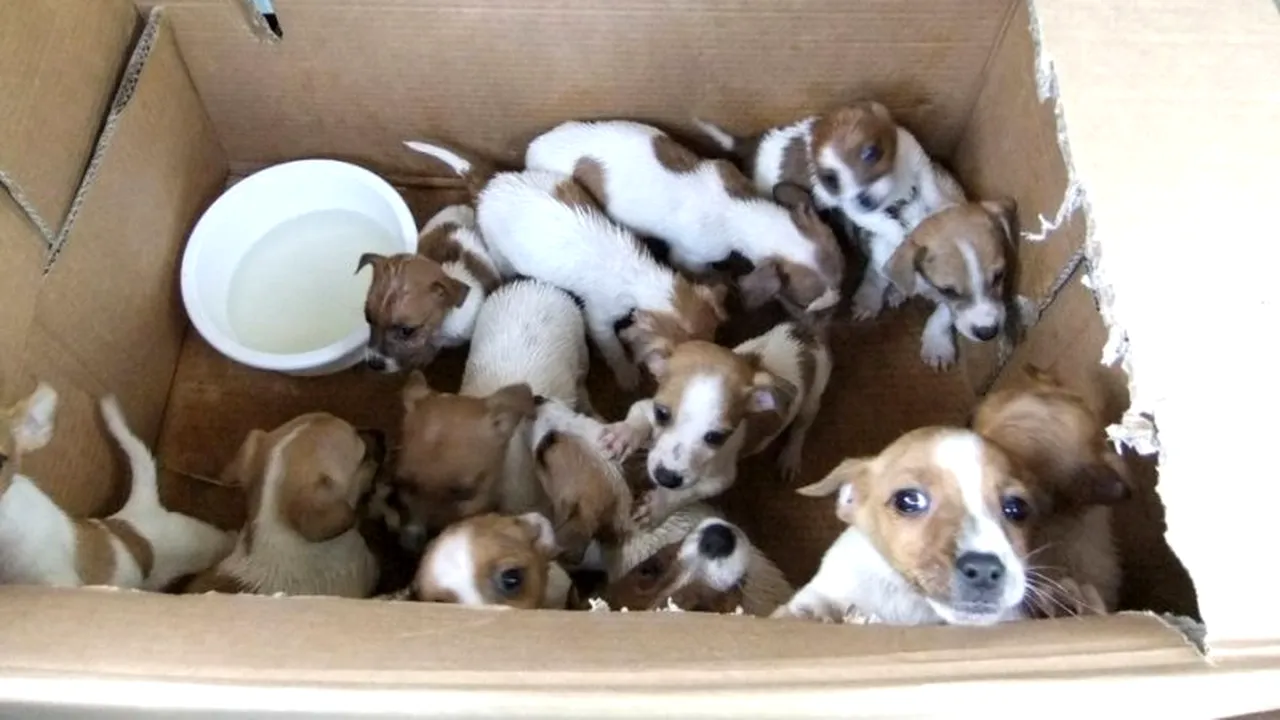 FOTO. Trafic de animale. Zeci de căței au fost salvați înainte de a fi vânduți pe piața neagră