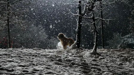 Atenționare de ploi și ninsori în România. Harta ANM cu vremea