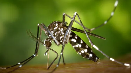 Vitamina care ține țânțarii la distanță