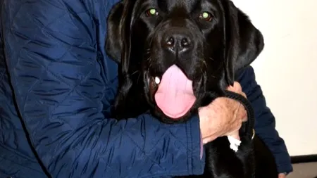 Un câine a supraviețuit ca prin minune. Ce a înghițit patrupedul