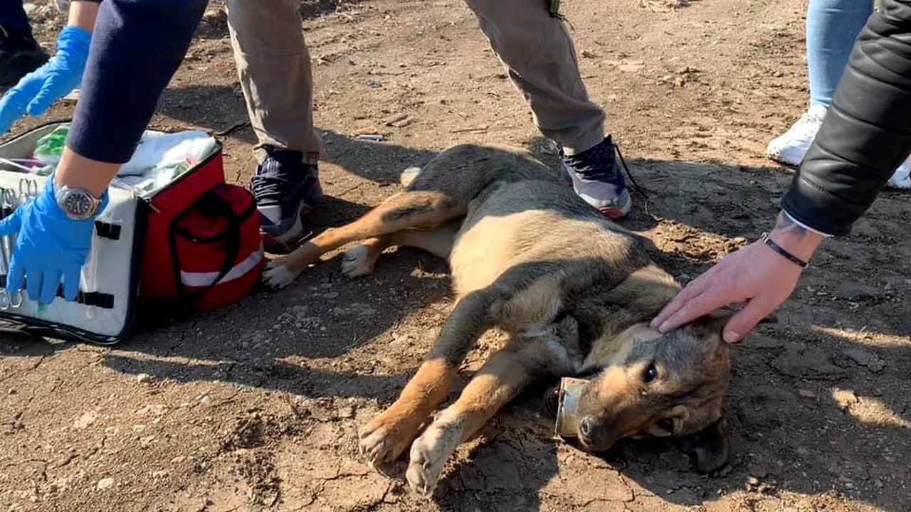 Chinul cumplit al unui câine căruia i s-a blocat limba într-o conservă: „Am reușit să-l tranchilizez de la mare distanță”