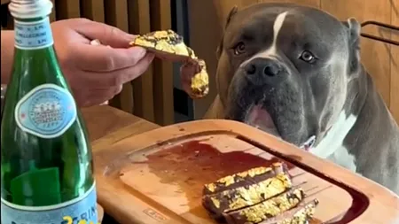 VIDEO „Masă regală” oferită unui câine la un restaurant de fițe din Cluj. DELICATESA în foiță de aur cu care s-a delectat animalul costă 1.200 de lei