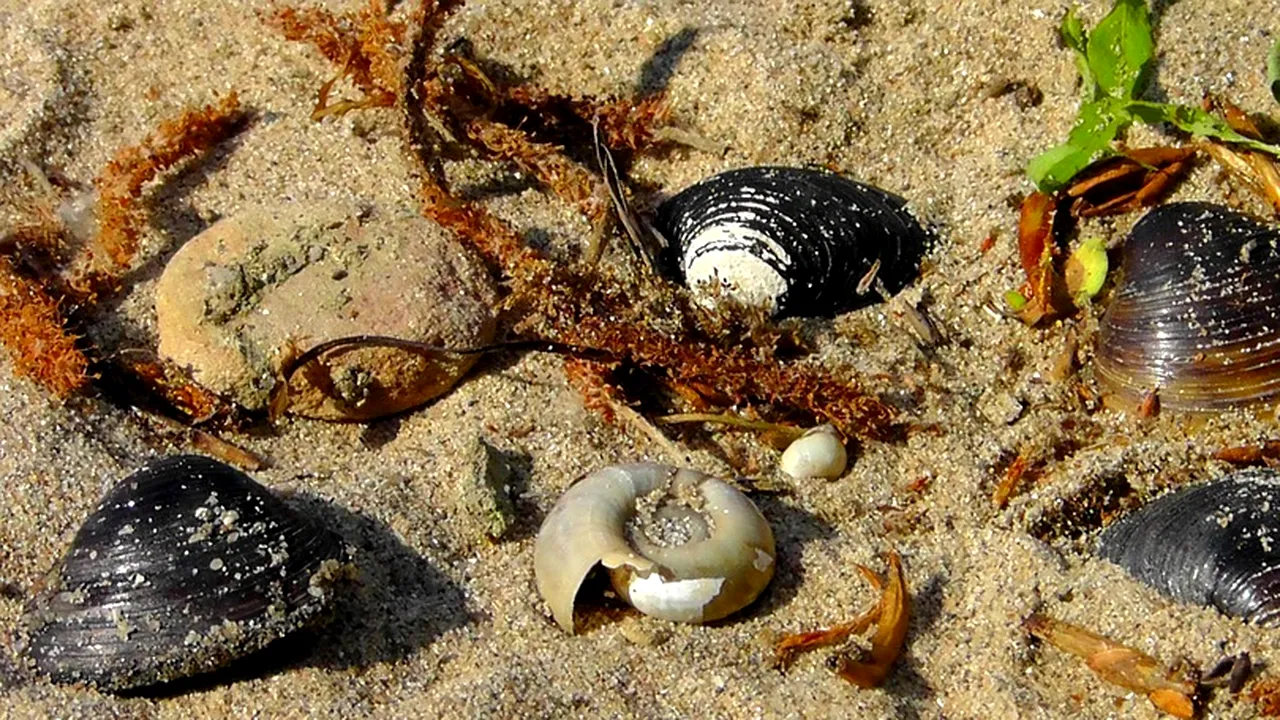 Scoicile din oceane se dizolvă. Care este cauza