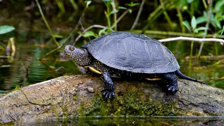 Zeci de broaște țestoase au fost găsite moarte pe malul unei plaje din Japonia