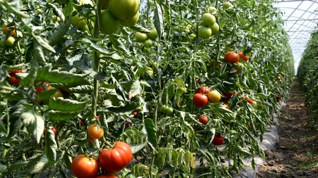 EXCLUSIV. SUBVENȚII: Producătorii români de legume despre ajutorul de 2.000 euro, amânat pentru toamnă: Prea târziu și nerentabil