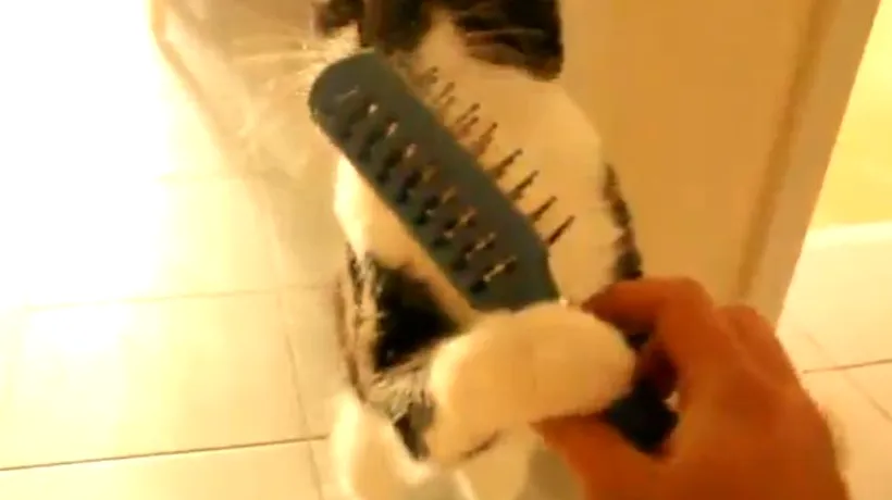 VIDEO. Cum se piaptănă o pisică