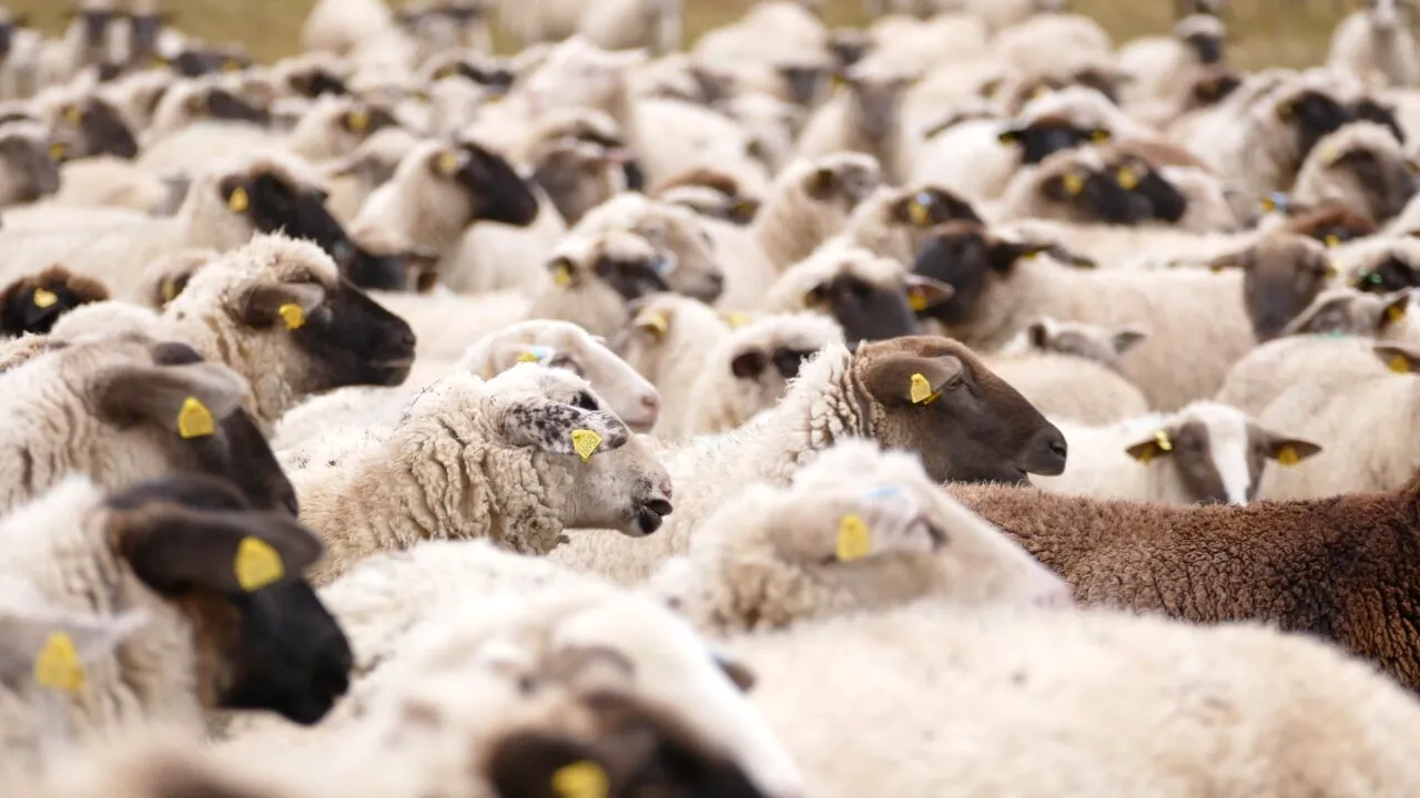 Exporturile de ovine ale Australiei au EXPLODAT datorită prețurilor record înregistrate la nivel mondial