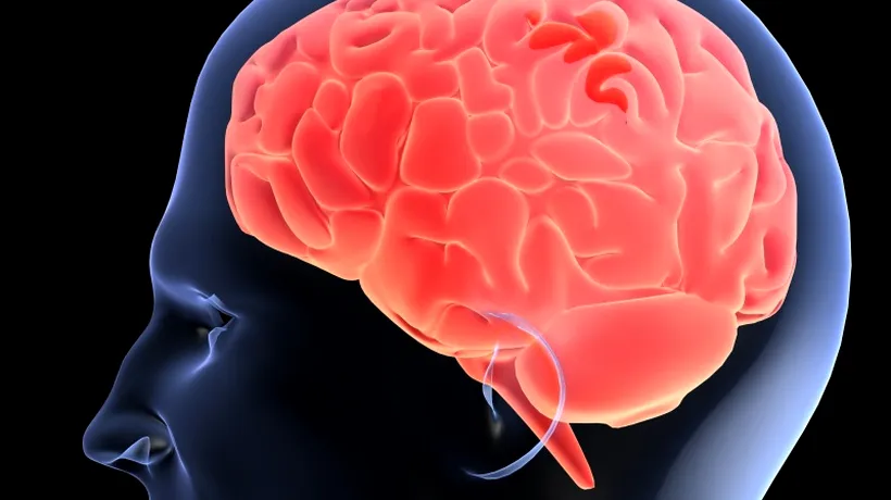 Creierul se poate micșora din cauza stresului. 10 lucruri surpinzătoare despre cum funcționează centrul de control al organismului
