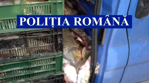 VIDEO. Polițiștii din Delta Dunării au confiscat peste 780 de kilograme de pește proaspăt