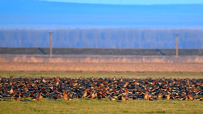 VIDEO | Record de gâște cu gât roșu care iernează în România. 24.000 de păsări au venit din Siberia. Unde pot fi văzute