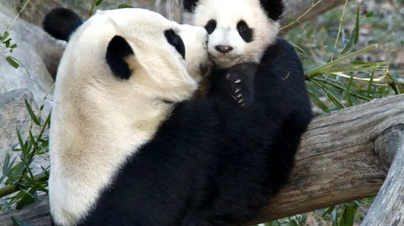 Un pui de panda s-a născut la grădina zoologică din Washington