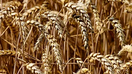 ALERTĂ METEO. Ce se va întâmpla cu pâinea europenilor din cauza condițiilor meteo