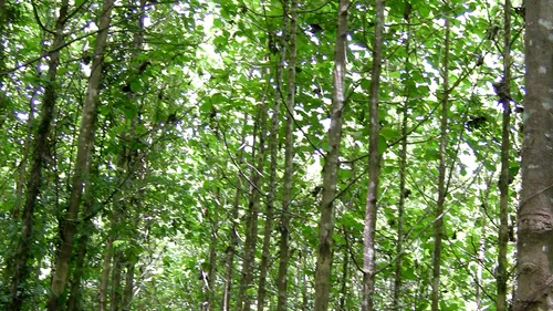 Țara care a plantat 570 de copaci pe secundă