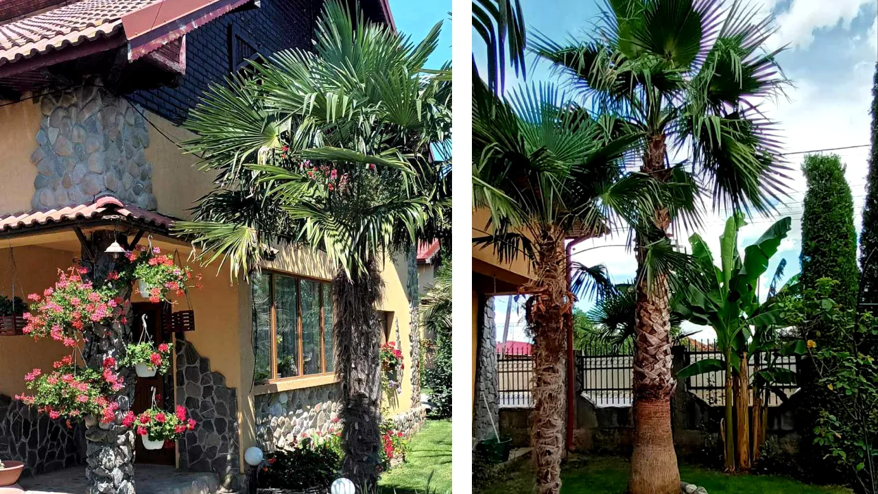 Oază exotică în Teleorman. GRĂDINA cu palmieri face furori pe rețelele de socializare: 