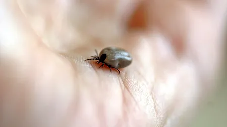 Descoperire paradoxală. Căpușele ar putea avea un efect benefic pentru organismul uman