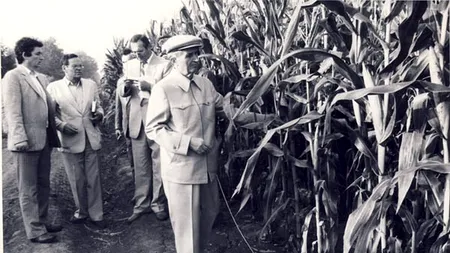 Ceaușescu avea la vila 10 din Snagov trei parcele cu porumb. Ce „experimente