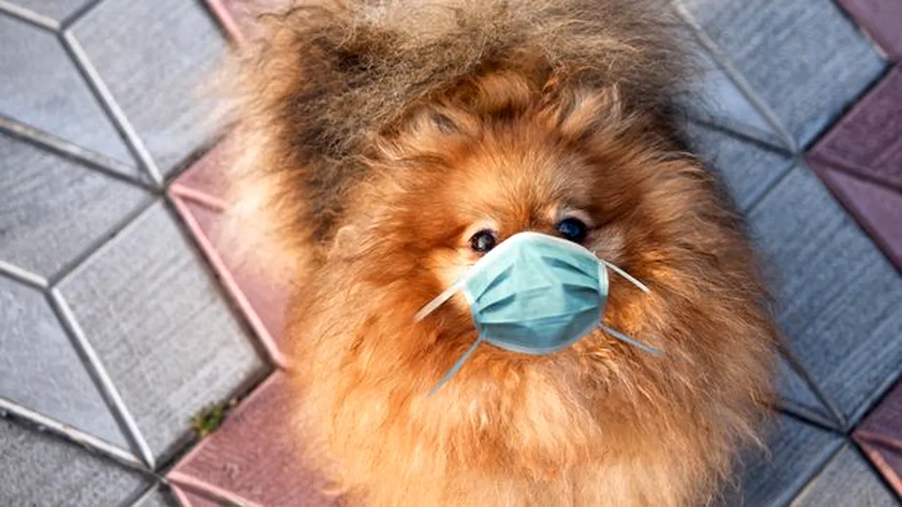 Avertismentul dur al experților: ”Purtarea măștilor sanitare de către animale le poate cauza moartea”
