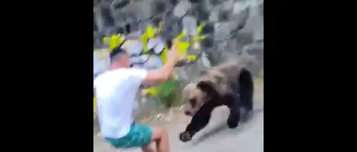 Turist filmat când e atacat de un urs, pe un drum din zona Barajului Vidraru. Bărbatul se apropiase prea mult de animalul sălbatic, cu telefonul în mână (VIDEO)